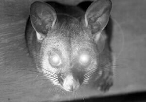 Possum in headlights sm
